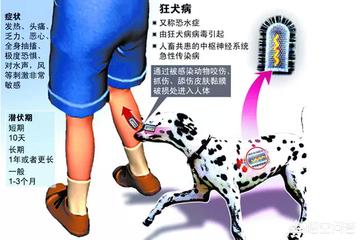 血清对狂犬病的预防措施:被狗咬了怎么预防狂犬病发作？狂犬病毒发病时有⺇个活下来的？