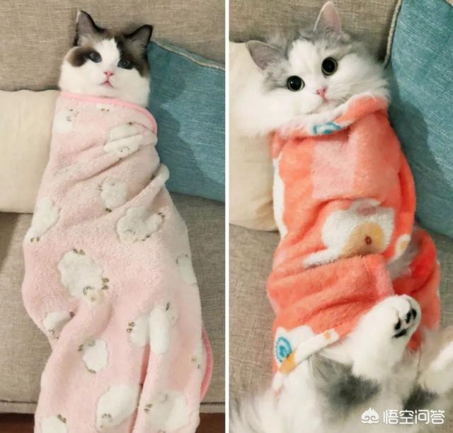 海豹色伯曼猫:伯曼猫海豹色 布偶猫是一个不错的猫种吗？