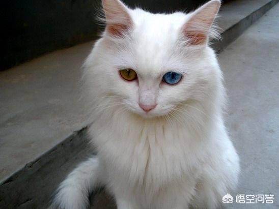 猫叔大白主人是:家猫是怎么看待流浪猫的？