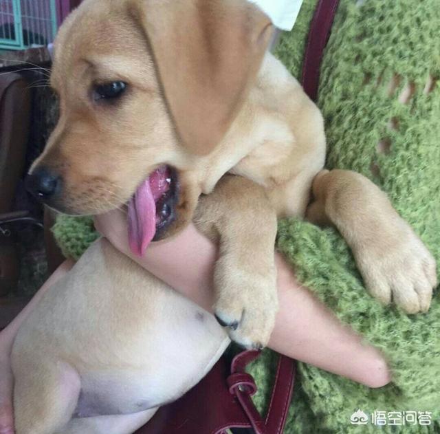 人狗交配:狗狗近亲繁殖是可以的吗？