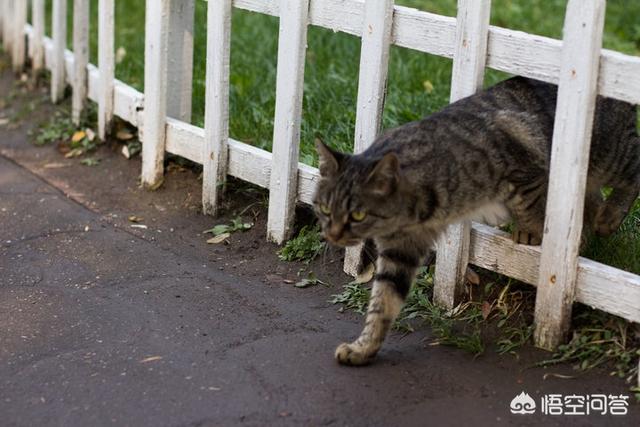 猫传染病:猫传染病有哪些 宠物之间为什么会传播疾病吗？