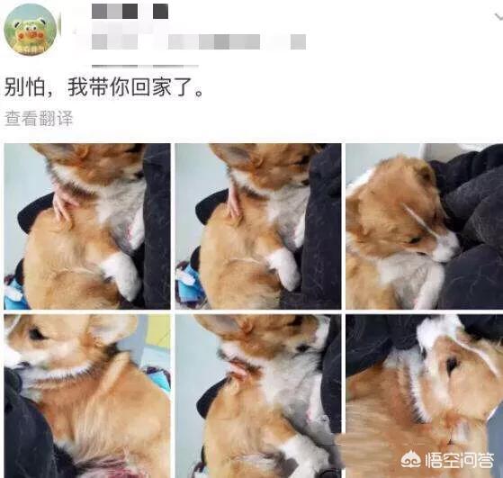 男子摔狗事件:如何评价南京摔狗事件？如果遇到网络暴力，你该怎么办？
