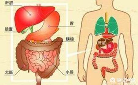 胰腺炎的症状及治疗:胰腺炎的症状及治疗方法 得了胰腺炎在饮食方面该怎么注意？