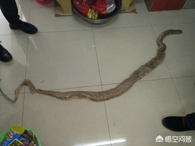 居民家中闯入两米多长蛇，武汉有一只2米长蟒蛇在趸船内安家了，是什么情况？