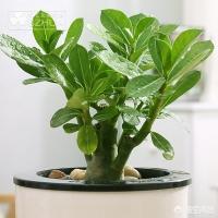 橡皮树图片:橡皮树的枝条木质化了如何修剪？