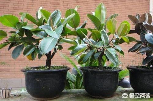 橡皮树图片:橡皮树的枝条木质化了如何修剪？