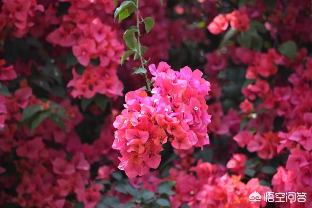 头条问答 在花园种植哪些植物比较适合 花卉妹妹的回答 0赞