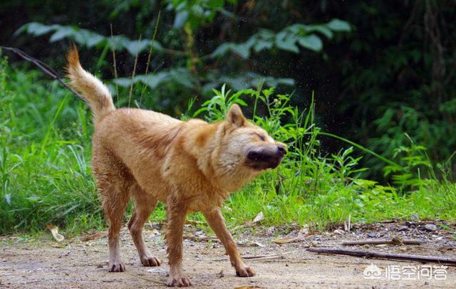 西施犬值钱吗:为什么中华田园犬就不如其他狗“值钱”？