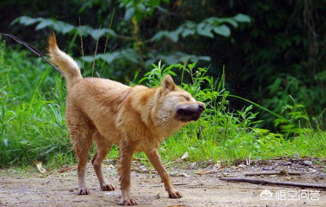 中国昆仑山脉犬的价格:喀喇昆仑山脉长度为800公里，其中有多少在中国境内？