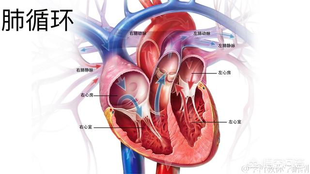 消炎药是抗生素吗:抗生素和抗菌药物是一回事吗？