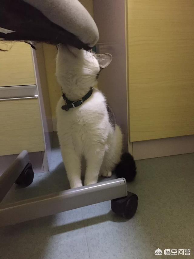 猫吃生骨肉一天多少克:猫生骨肉一天喂多少 关于猫咪寄生虫问题，生骨肉喂养的猫咪，需要更勤做驱虫么？