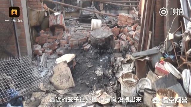 屠宰场踢门救狗事件:随着城市化的推进，流浪狗救助中心一般都会设置在哪里？