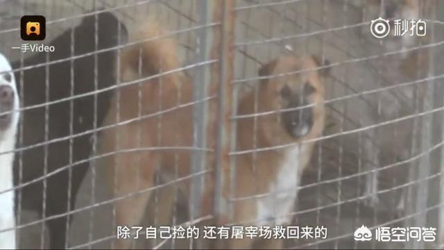 屠宰场踢门救狗事件:随着城市化的推进，流浪狗救助中心一般都会设置在哪里？