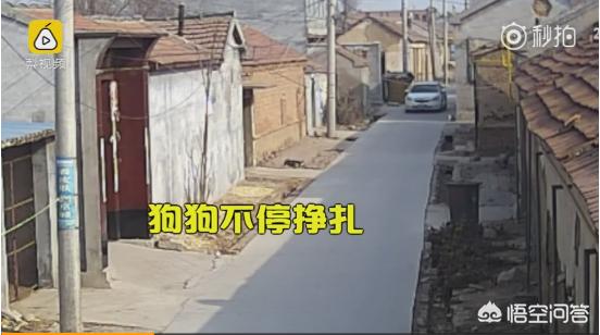 偷狗贼偷狗被打断腿:山东滨州一偷狗贼驾车向狗投毒，见狗倒地后拽腿拎走，你怎么看？ 偷狗贼偷狗去做什么