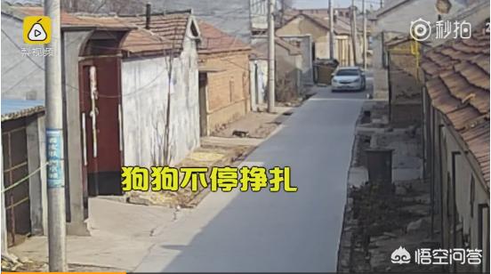 偷狗贼:那些偷狗贼被人们抓住了都是什么下场？ 偷狗犯法吗能判多长时间