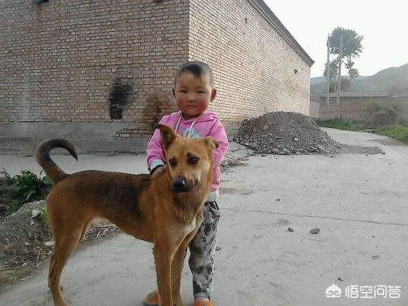 广东中国沙皮犬:中国本土狗狗都有哪些品种？ 中国沙皮犬价格