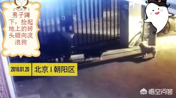 男子当街生火烤狗拍虐狗视频:北京一男子遛自家宠物狗，抡砖狠心砸死流浪狗，你怎么看？ 男子街头疯狂虐狗