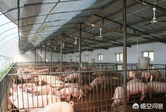2018年农村未来养猪行业还行吗？