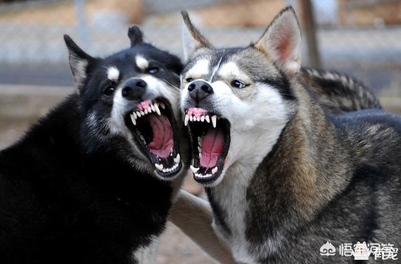 哈士奇和狼的区别:哈士奇和狼的区别搞笑图片
