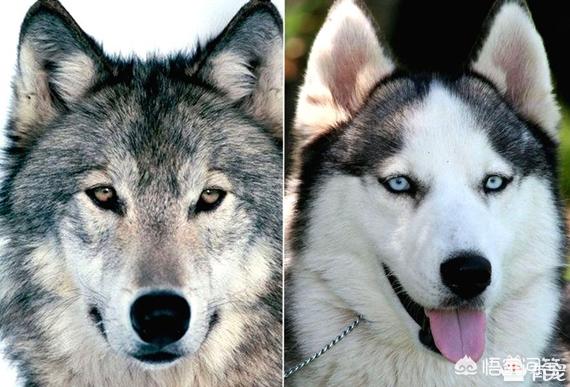 哈士奇和狼的区别:哈士奇和狼的区别搞笑图片