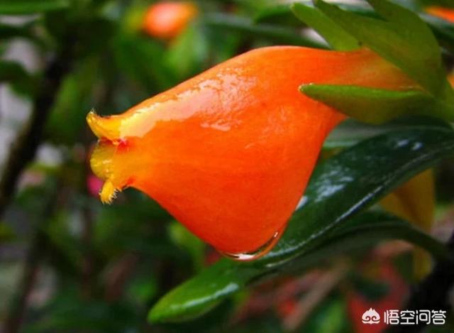 金鱼花怎么不长不开花怎么办 花房姑娘成成的回答 头条问答