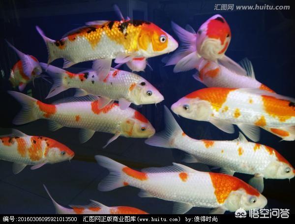 家养小型观赏鱼图片及名称:有什么好看的冷水观赏鱼？