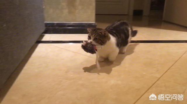 健康猫:该不该安乐死一只健康的宠物猫？