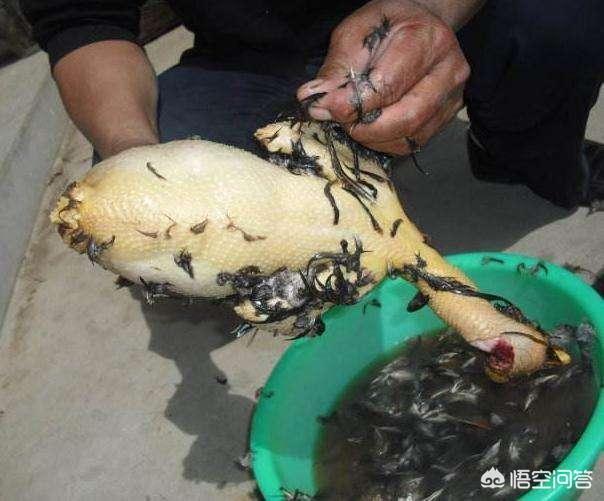 宠儿香尿石净:肾结石患者，应该吃什么助排石？