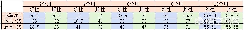 纯种拉布拉多犬简介:拉布拉多正常体重是多少？