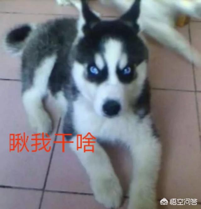 狗狗哈士奇图片:怎样判断哈士奇是不是纯的？