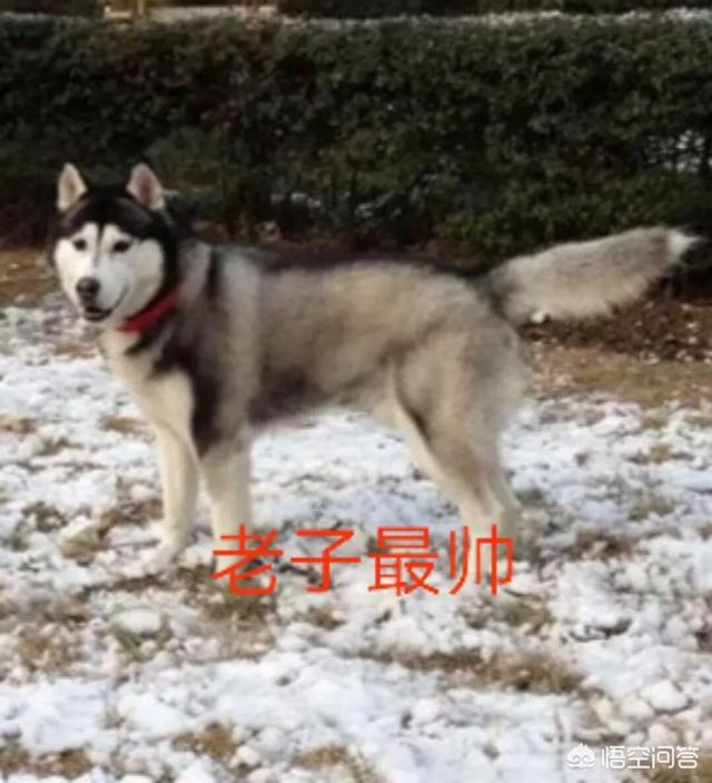 狗狗哈士奇图片:怎样判断哈士奇是不是纯的？