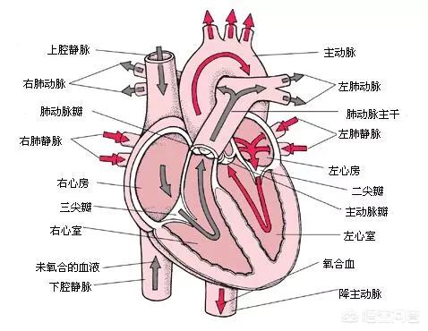 头条问答 心脏是呼吸器官吗 2个回答