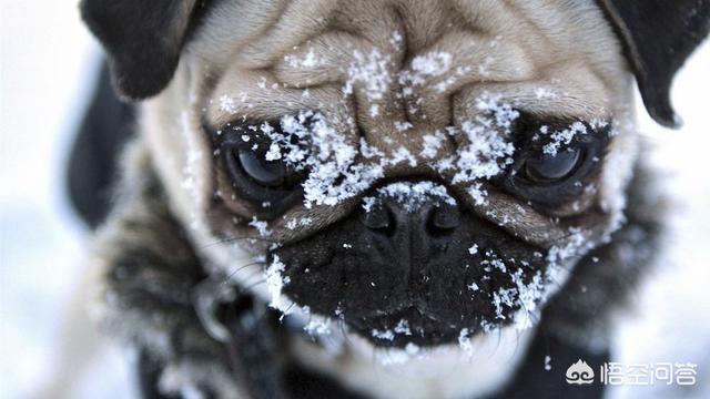 豆柴犬自己盖被子:给宠物穿衣服的主人考虑过宠物的感受吗？