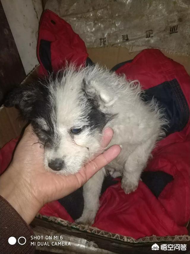 捡到一只流浪狗 剧透:捡到一只流浪幼犬，在没有狗妈妈的情况下，应该如何照顾它？ 捡到一只流浪狗作文