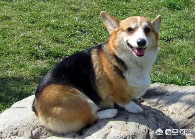国产猛犬排行榜:目前有哪些狗狗比较流行？ 中国猛犬排行榜前十名