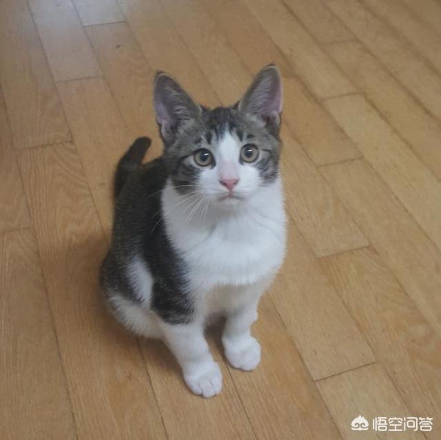 小野猫:卖猫的说，我捡的是个小野猫，是吗？