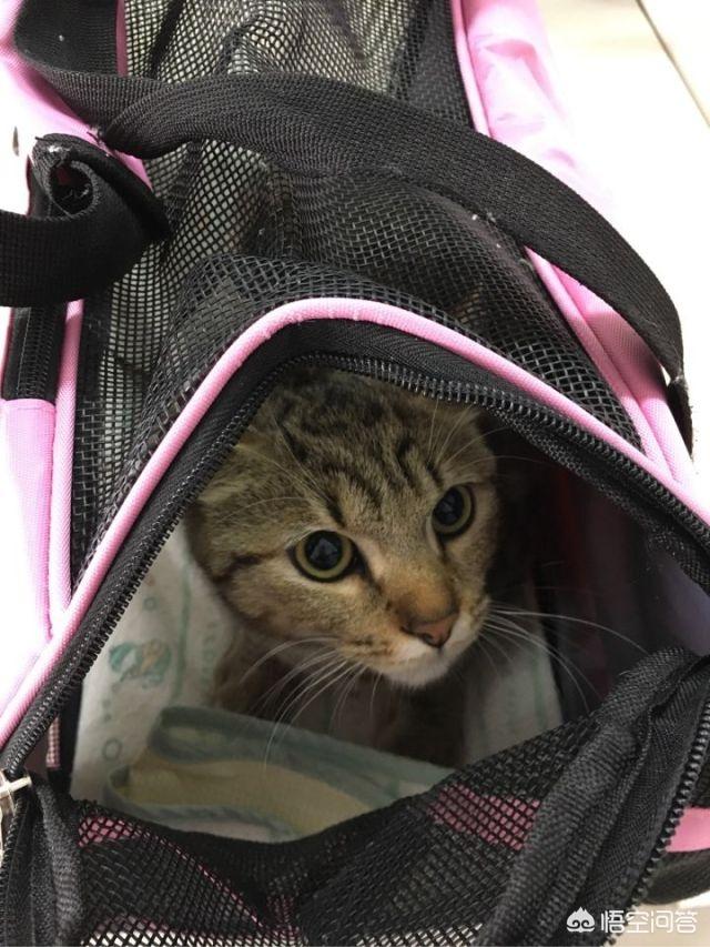 常州猫咪绝育多少钱:常州猫咪绝育要多少钱 母猫做绝育手术多少钱，多长时间能恢复？