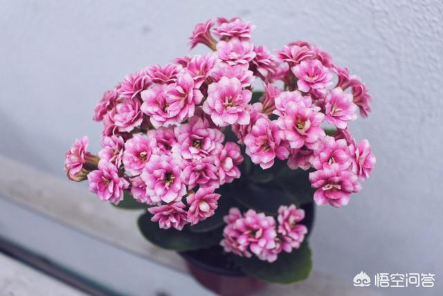 长寿花的繁殖方法大全:刚买的长寿花苗怎么栽种？
