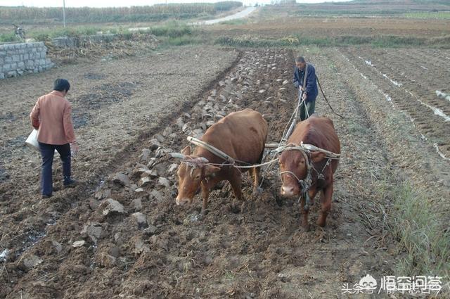 用牛犁田犁动的泥土会向哪个方向倒