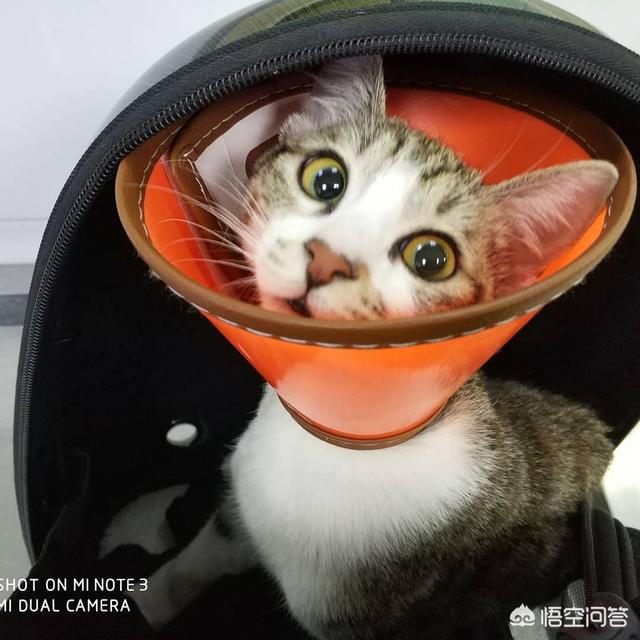 伟嘉妙鲜包猫咪的害处:家里养一只猫，猫真的会觉得很孤单，不开心吗？