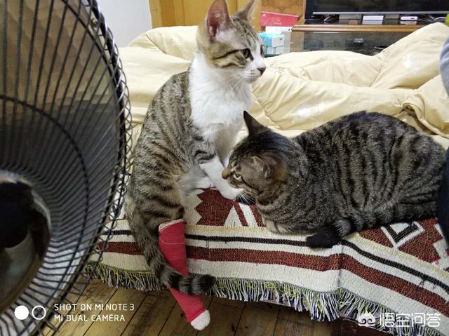 推荐类似苏格兰折耳猫的小说:家里养一只猫，猫真的会觉得很孤单，不开心吗？