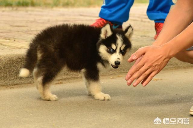 宠物地带狗狗在都市:上班族做不到天天遛狗，适合养什么犬种？