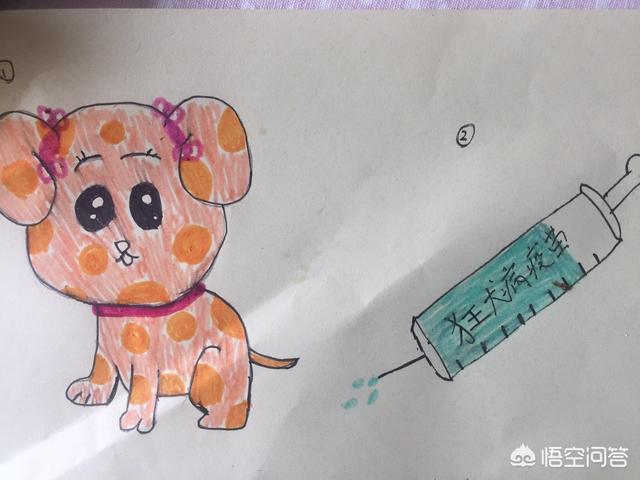 下列有关狂犬病的预防措施:怎么预防狂犬病的间接传播？