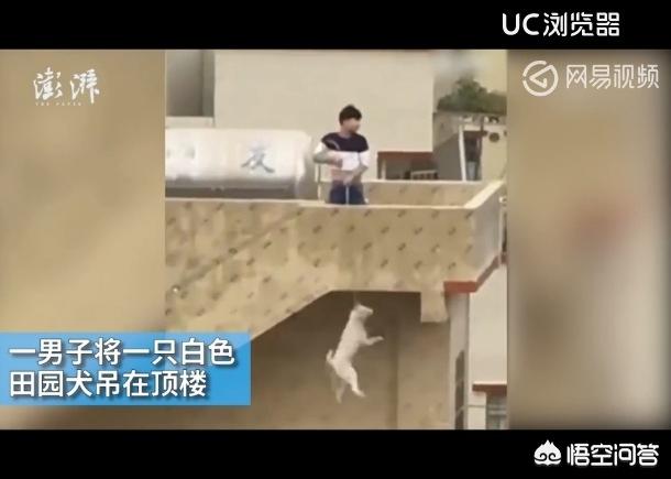 广西导盲犬图片:为什么导盲犬不能生育，还不能被摸？