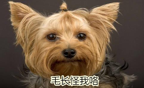 长毛腊肠犬耳朵臭:请问狗狗的耳朵里特别臭怎么办？