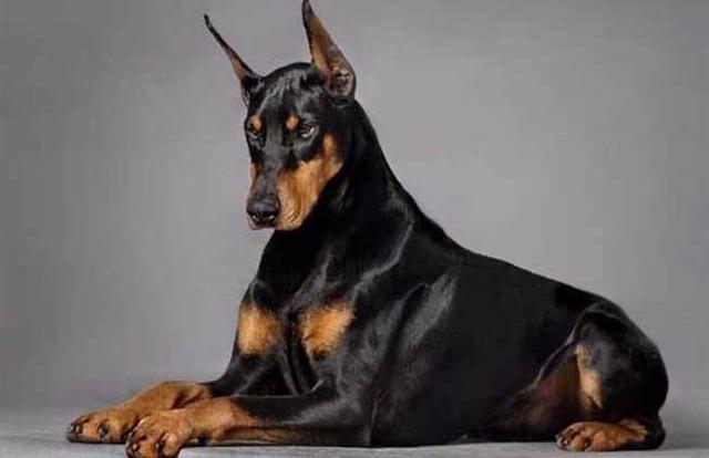 小狐狸狗:小狐狸狗叫什么名字 “小狐狸”博美犬为何那么多人养？