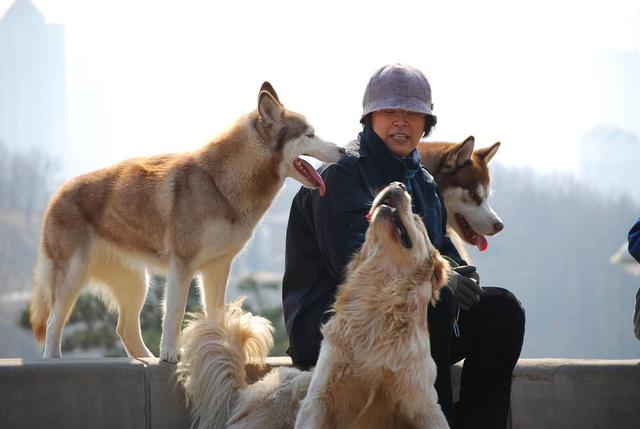 养狗的坏处:养狗之后你发现了什么坏处吗？