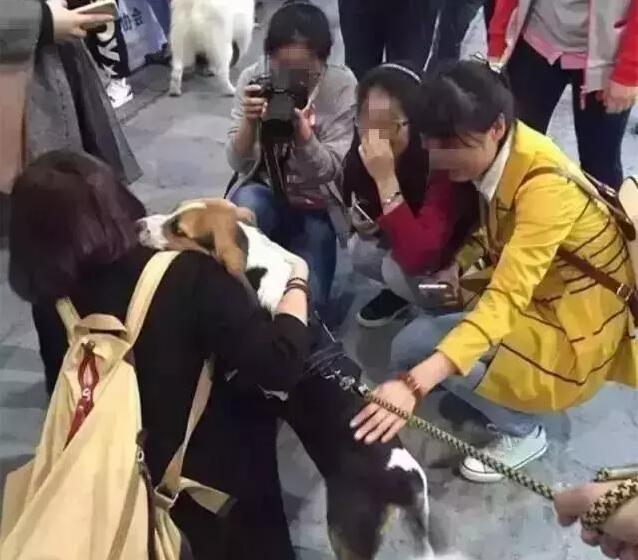 宠物店的小秘密:关于狗狗的小秘密有哪些？ 宠物店的小秘密动画片