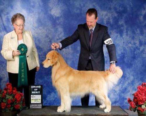 金毛犬吧:养一只金毛是怎样的体会？ 金毛犬吧 金毛犬吧