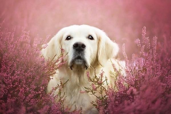 金毛犬吧:养一只金毛是怎样的体会？ 金毛犬吧 金毛犬吧